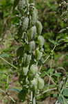 White false indigo